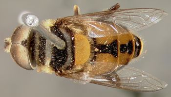 Media type: image;   Entomology 4067 Aspect: habitus dorsal view